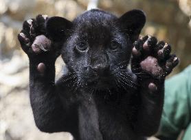 A Baby Jaguar Was Born At The Naples Zoo - Italy