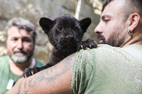 A Baby Jaguar Was Born At The Naples Zoo - Italy