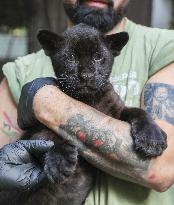 A Baby Jaguar Was Born At The Naples Zoo - Italy