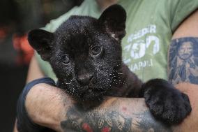 A Baby Jaguar Was Born At The Naples Zoo - Italy