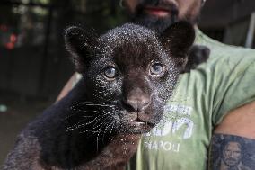 A Baby Jaguar Was Born At The Naples Zoo - Italy