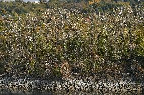 Khortytsia Island in autumn