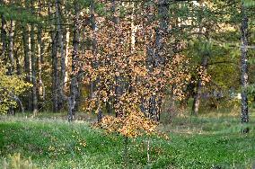 Khortytsia Island in autumn