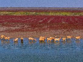 Tiaozini Wetland Autumn Scenery - China