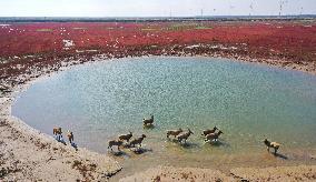 Tiaozini Wetland Autumn Scenery - China