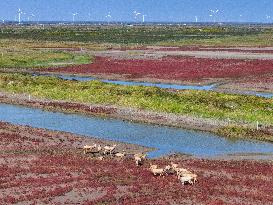 Tiaozini Wetland Autumn Scenery - China