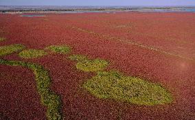 Tiaozini Wetland Autumn Scenery - China