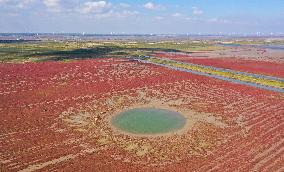 Tiaozini Wetland Autumn Scenery - China