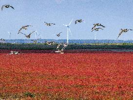 Tiaozini Wetland Autumn Scenery - China