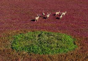 Tiaozini Wetland Autumn Scenery - China