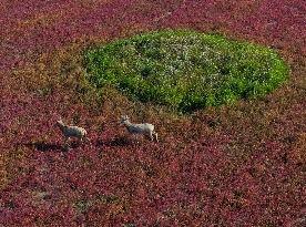 Tiaozini Wetland Autumn Scenery - China