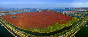 Tiaozini Wetland Autumn Scenery - China