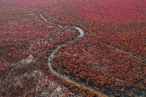 Tiaozini Wetland Autumn Scenery - China