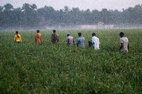 Daily Life In Feni