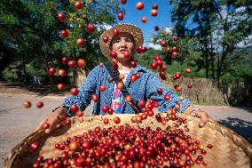 Yunnan Coffee Plantation - China