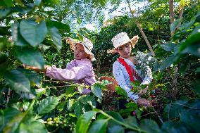 Yunnan Coffee Plantation - China