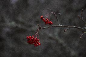 Autumn In Linkoping