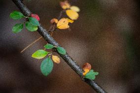 Autumn In Linkoping