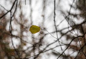 Autumn In Linkoping