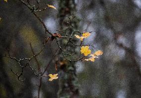 Autumn In Linkoping