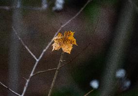 Autumn In Linkoping