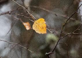 Autumn In Linkoping