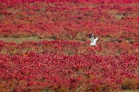 Red Beach in Qingdao