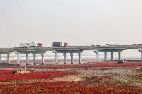 Red Beach in Qingdao