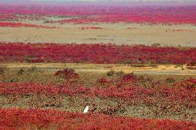 Red Beach in Qingdao