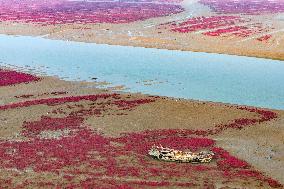 Red Beach in Qingdao