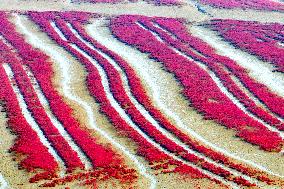 Red Beach in Qingdao