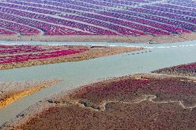 Red Beach in Qingdao