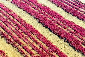 Red Beach in Qingdao