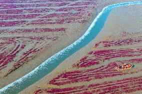 Red Beach in Qingdao