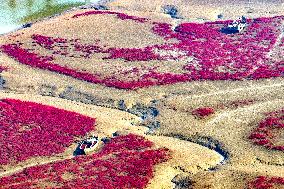 Red Beach in Qingdao