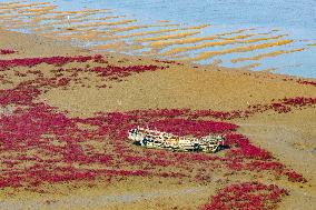 Red Beach in Qingdao