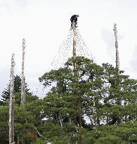 Tree protection work at Kanazawa garden