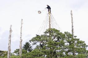 Tree protection work at Kanazawa garden