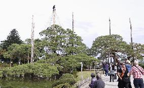 Tree protection work at Kanazawa garden