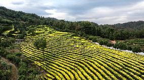 Tea Plantation