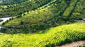 Tea Plantation