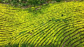 Tea Plantation