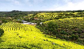 Tea Plantation