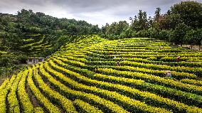 Tea Plantation