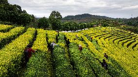 Tea Plantation