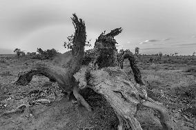 Populus Euphratica