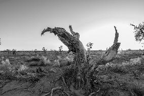 Populus Euphratica