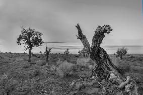 Populus Euphratica