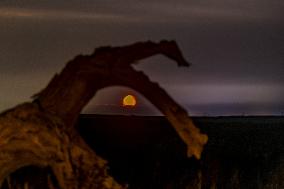 Populus euphratica Under Moonlight in Karamay