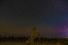 Populus euphratica Under Moonlight in Karamay